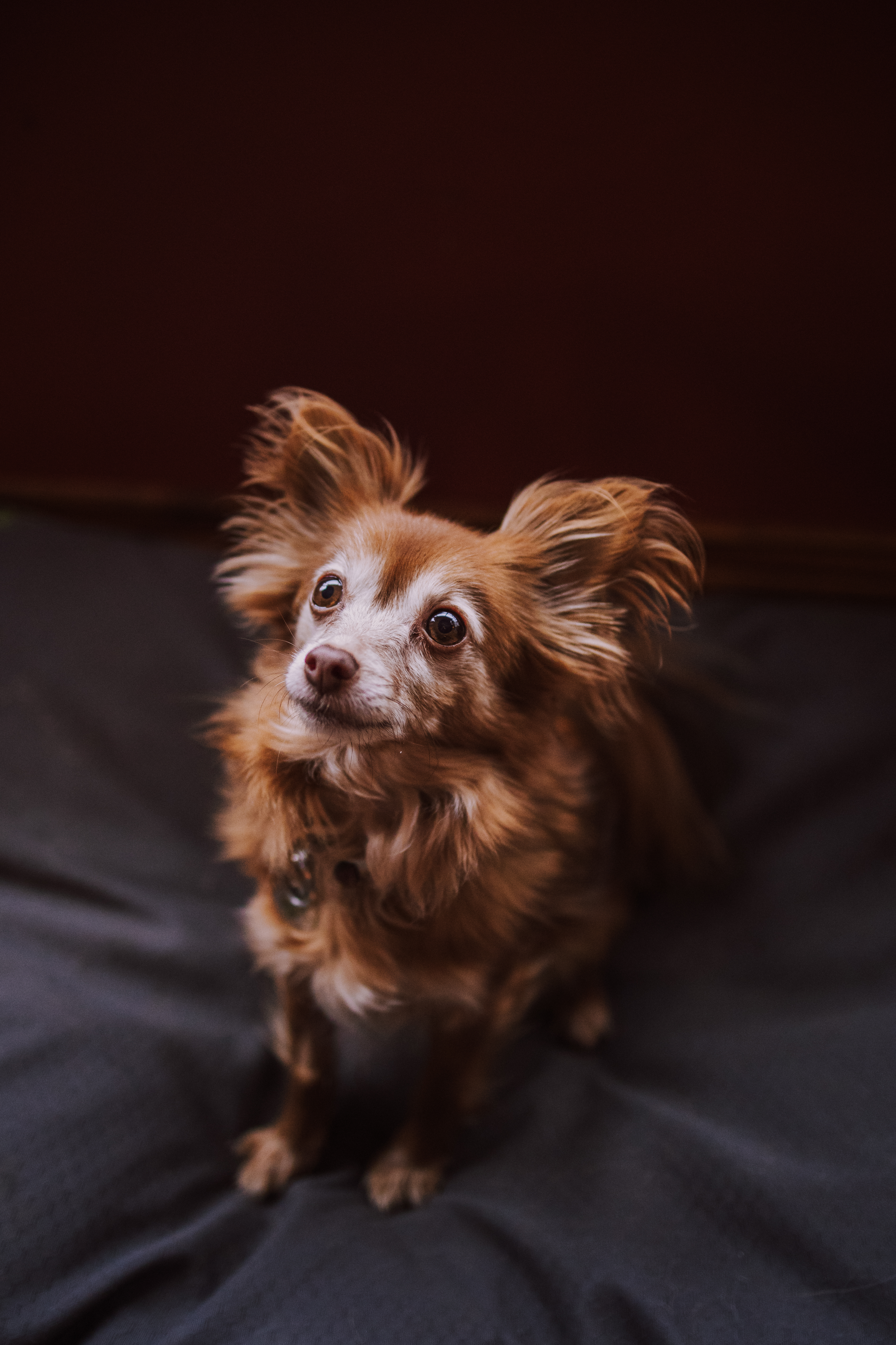A small, fluffy dog with reddish-brown fur and large ears sits attentively on a gray blanket, looking up with curious eyes.