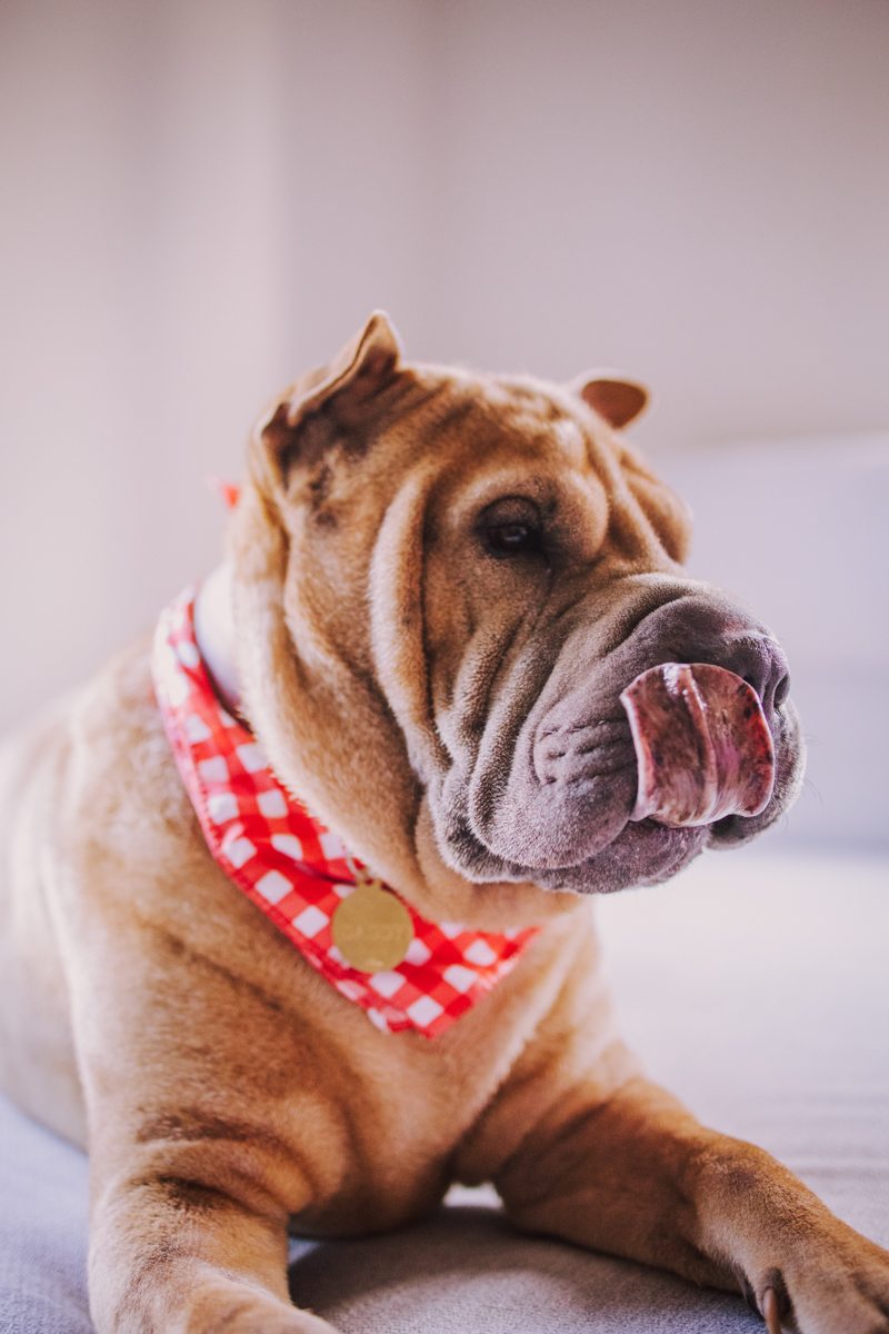 Close-up of a Shar Pei dog wearing a red and white checkered bandana, with its tongue out, sitting on a gray surface.