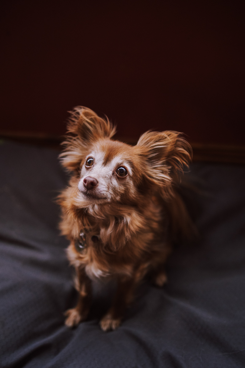 A small, fluffy dog with light brown and white fur, sitting on a gray blanket and looking curiously at the camera.