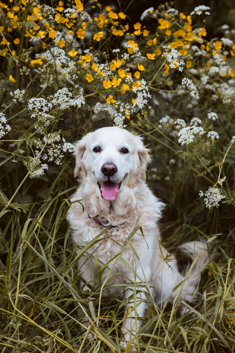 A happy golden retriever sitting among vibrant yellow and white wildflowers in a grassy setting.