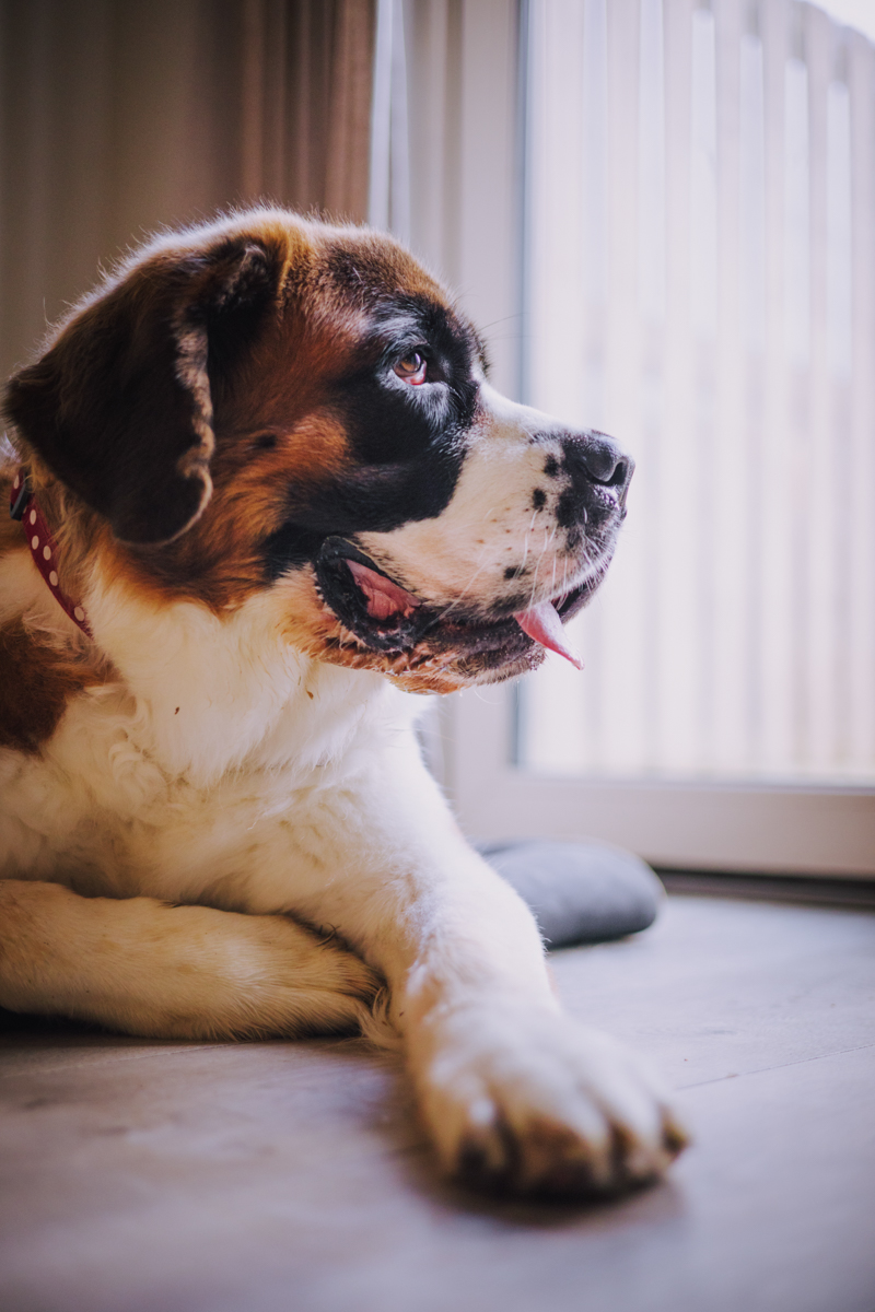 A Saint Bernard dog lying on the floor, looking out a window with a calm expression.